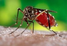 Dengue Fever: Symptoms, Causes, and Treatments