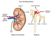 10 Ways to Improve Kidney Function