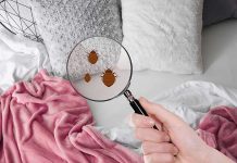 How to Detect Bed Bugs?