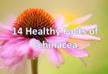 14 Healthy Facts of Echinacea