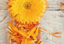 12 Healthy Ways to Use Calendula