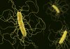 Symptoms and Causes of Clostridium Difficile (C. Difficile) Infection