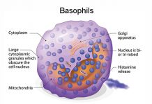 Basophils – What You Need to Know