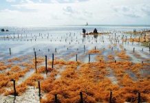 How Sea Moss Can Benefit Your Skin