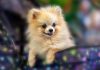 Best Dog Companion for Seniors